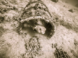 Tetraodontidae or Fugu fish by Maximilian Lens 